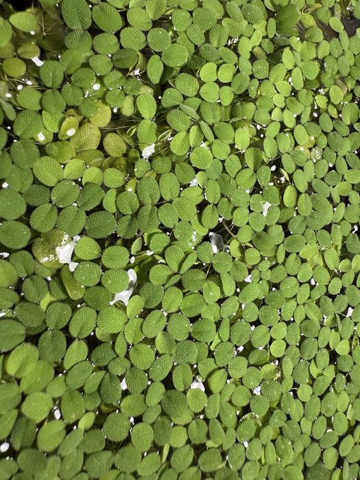 Salvinia Auriculata Minima