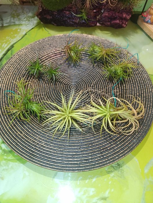 Продам тіландсії