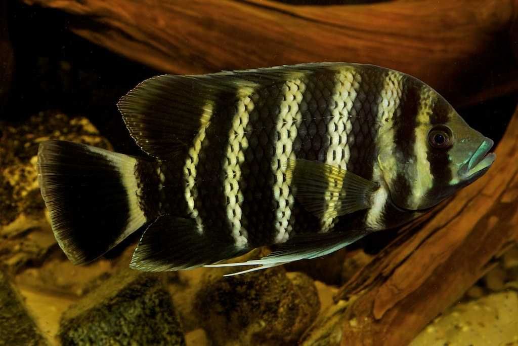 Tilapia zebra - Heterotilapia buttikoferi - dowozimy, wysyłamy