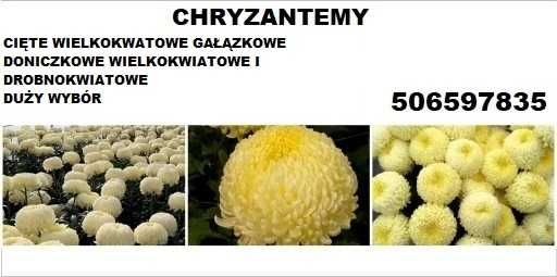 chryzantemy cięte oraz doniczkowe