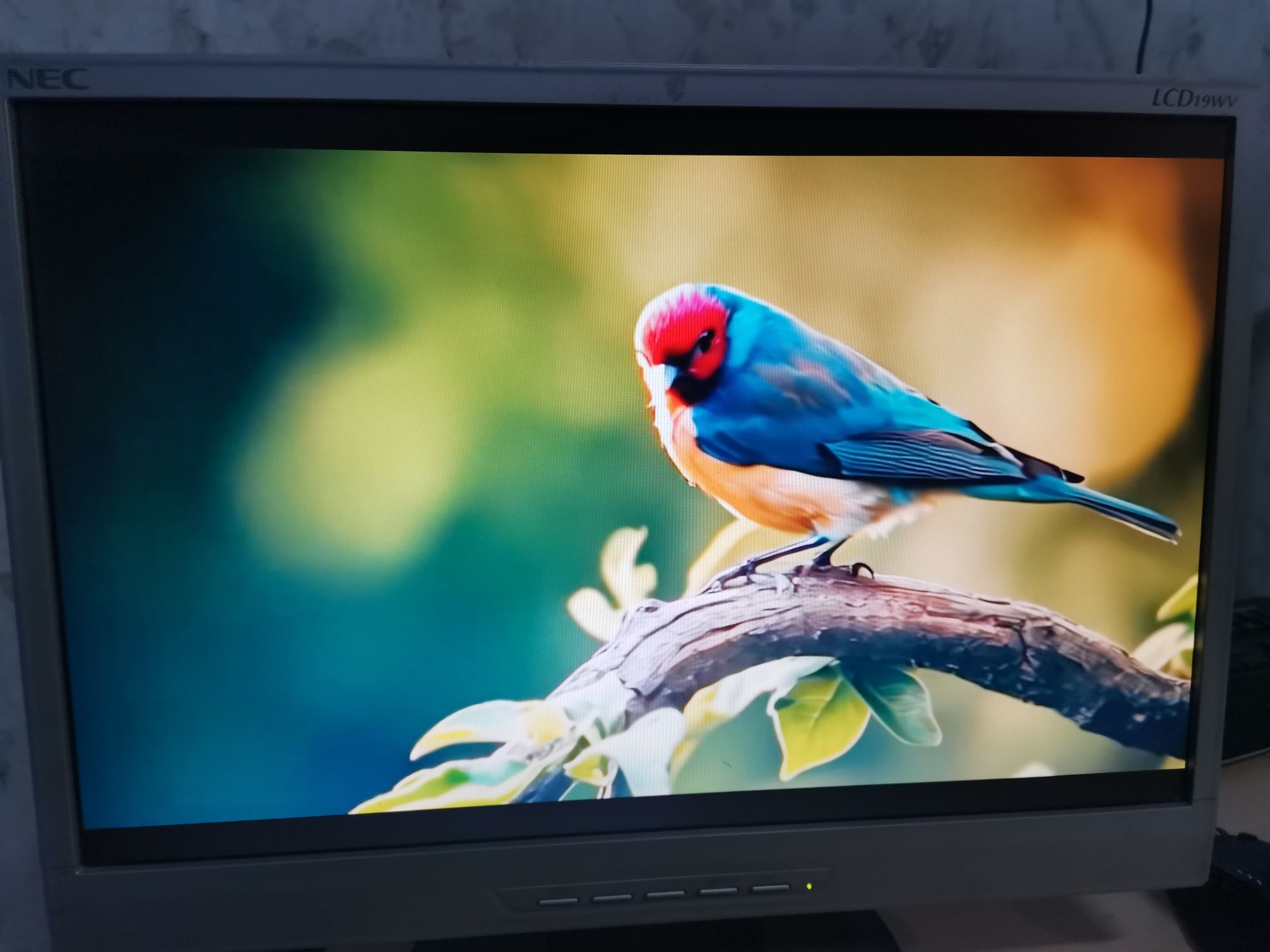 Монитор 19" NEC LCD19WV