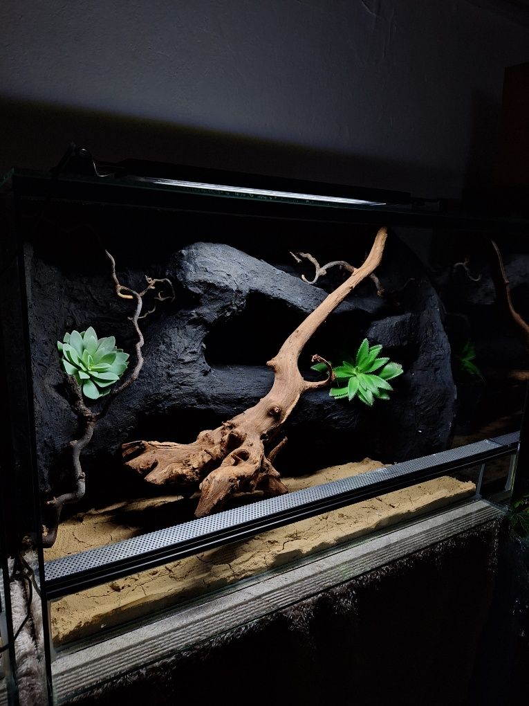 Terrarium jaszczurka gekon wąż gekon lamparci