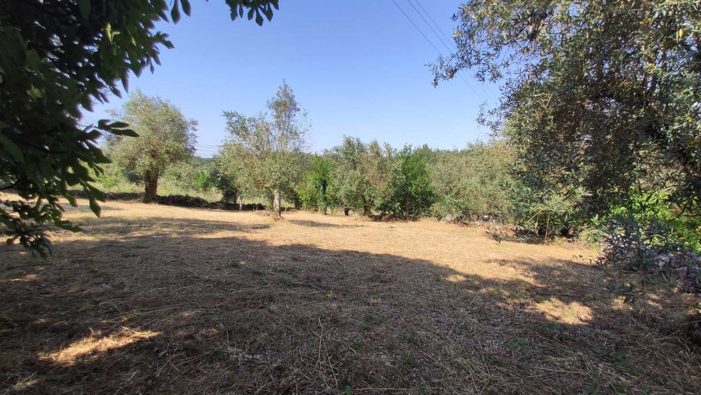 Terreno Rústico 600m² p/CONSTRUÇÃO c/Oliveiras || Lagarteira, Ansião
