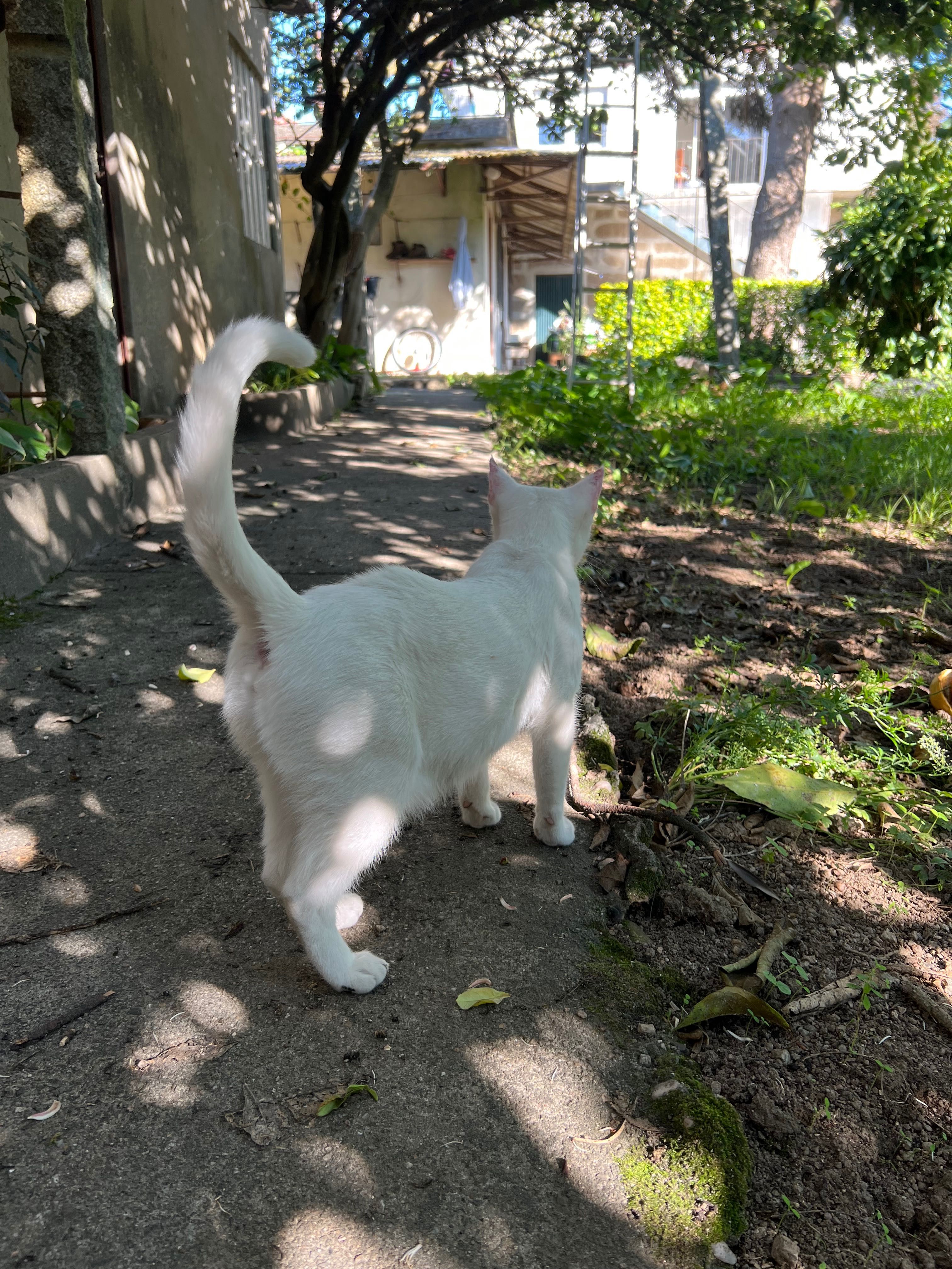 Gatinha branca para adoção - URGENTE