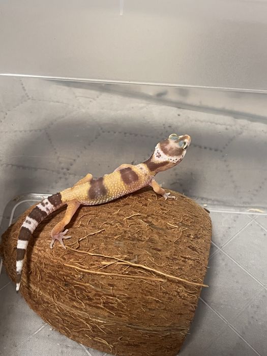Gekony lamparcie