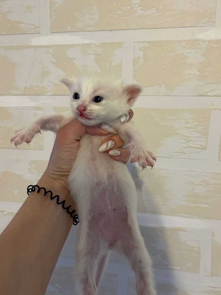 Отдадим котят в хорошие руки