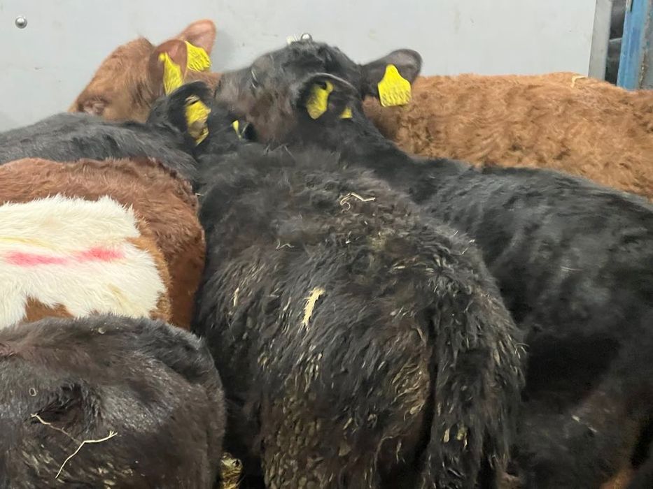 Cielaki mięsne z dostawą Piątek