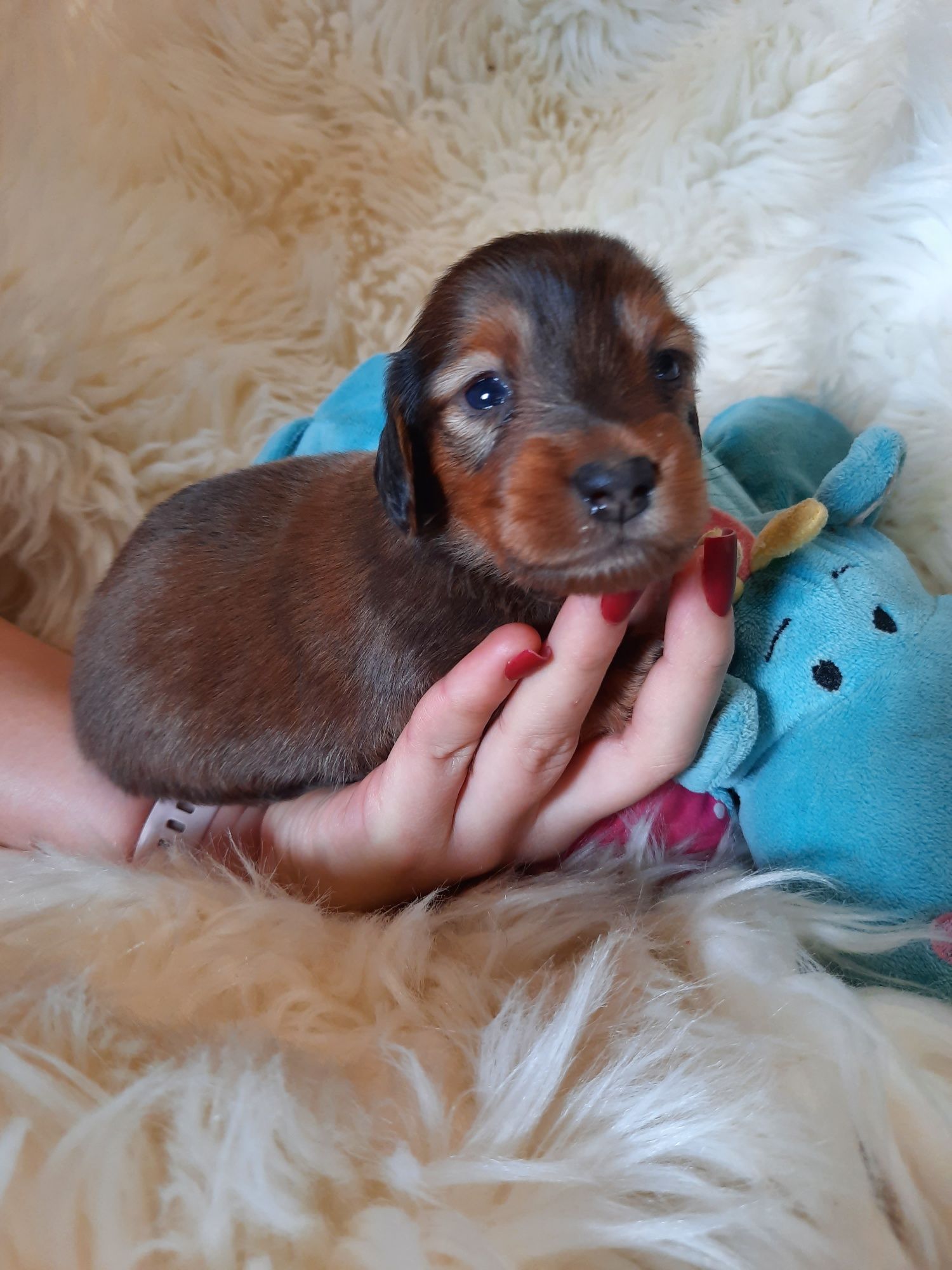 **KEVIN**jamnik miniaturowy długowłosy rudy do rezerwacji