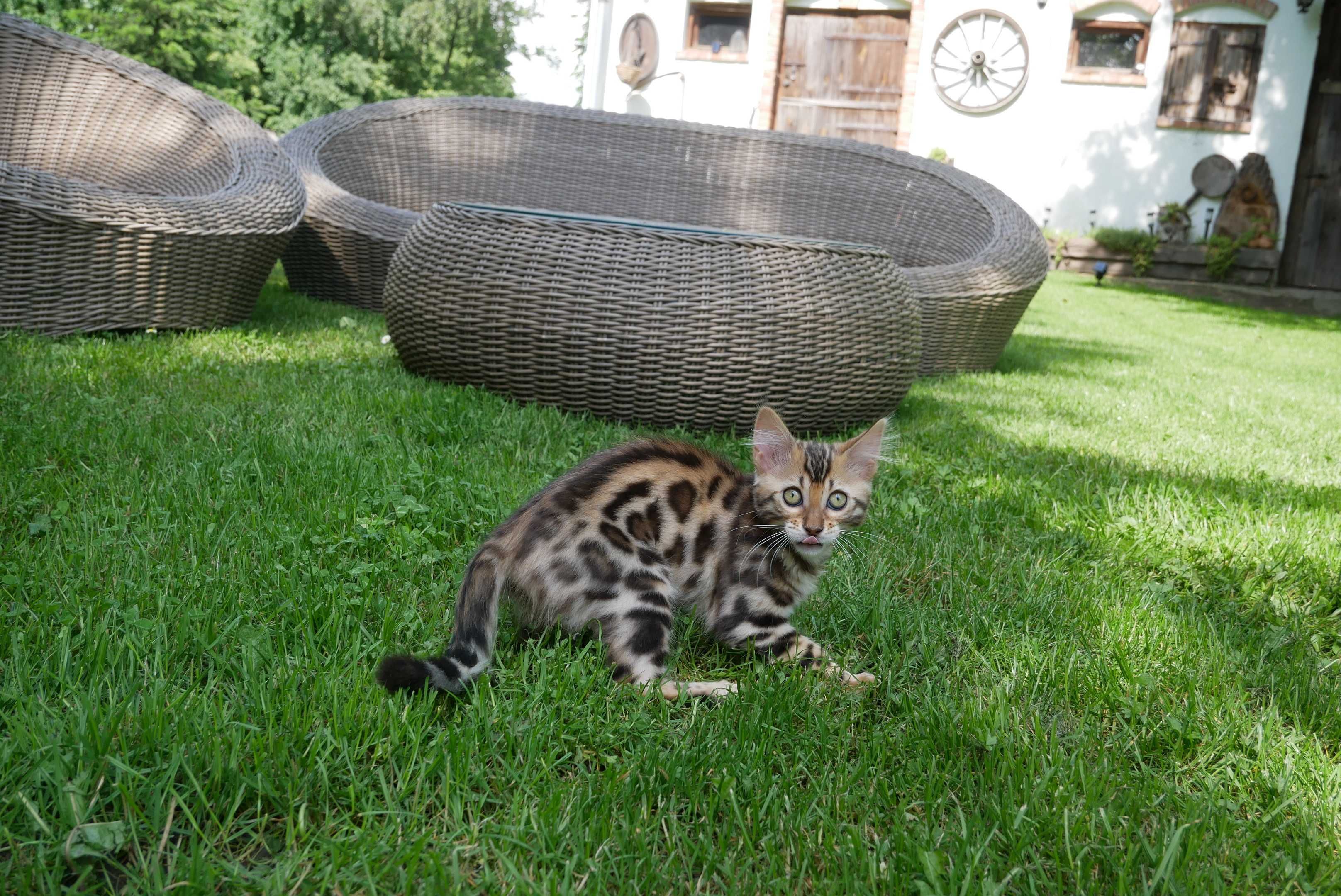 Magiczna kotka bengalska kaszmirowa