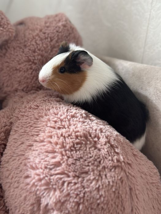 Морська свинка | Чудова дівчинка