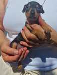 Pinscher miniatura top top