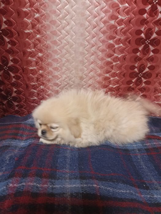 Пекінес шукає родину