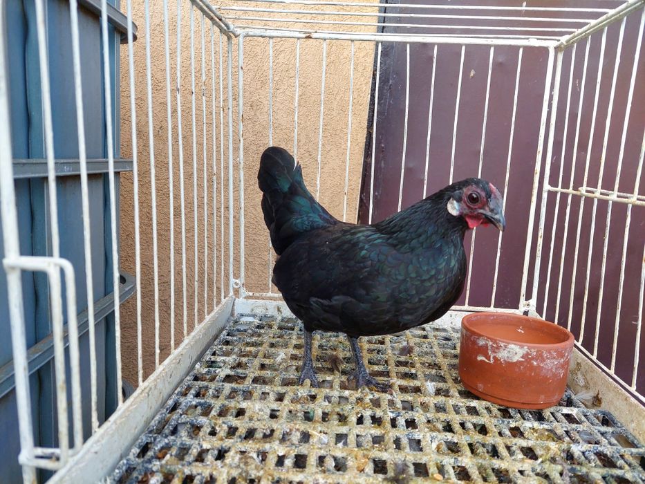 Kurka rasy bantamka ,z tego roku