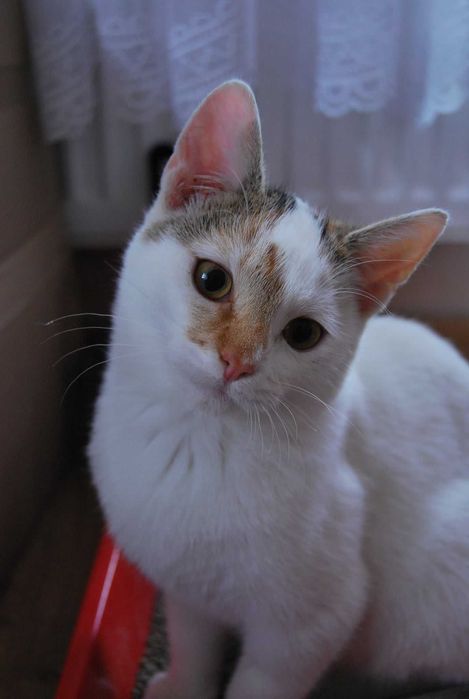 Kania i Rydz - kotki z lasu