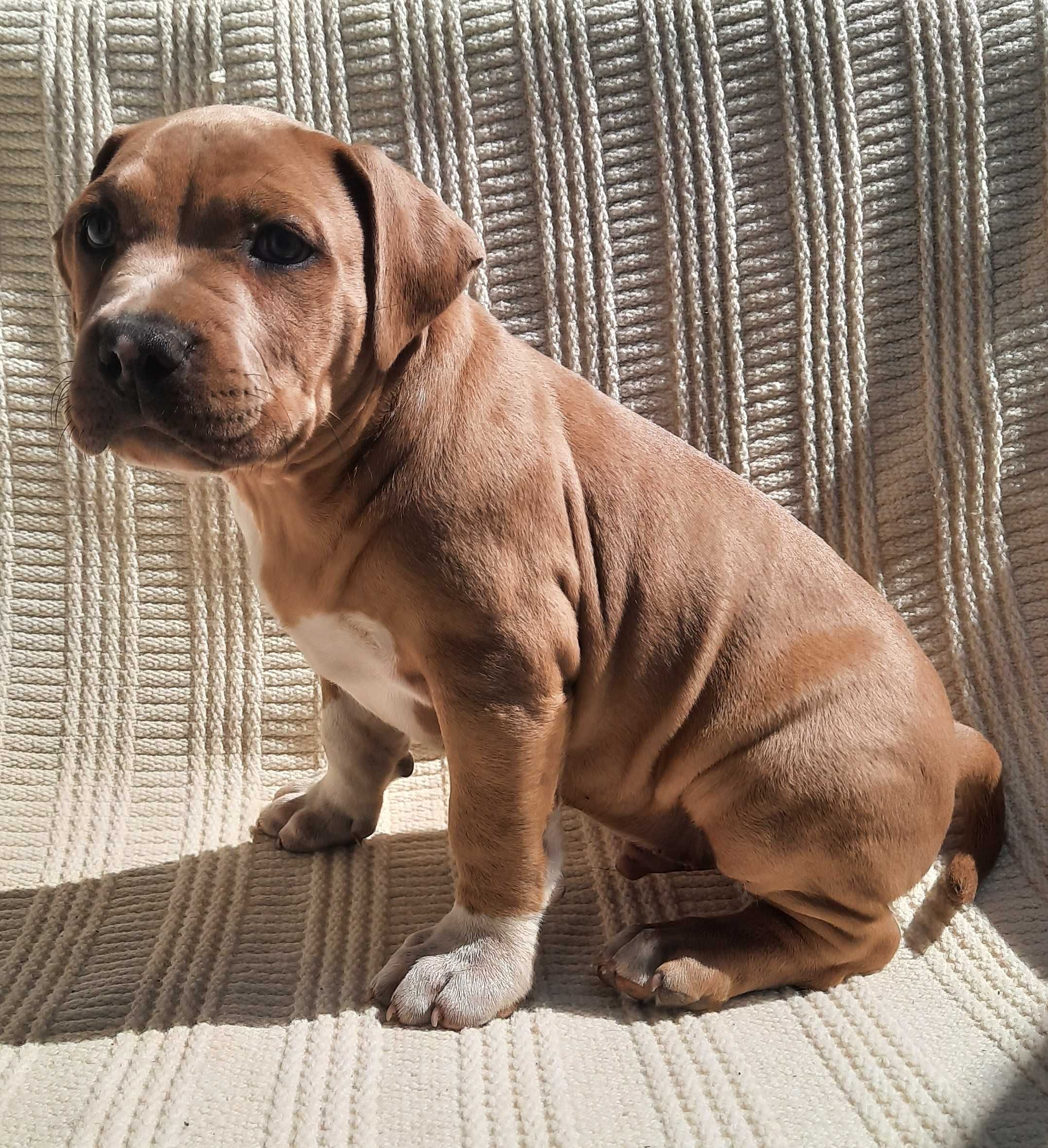 Piesek Amstaff American Staffordshire Terrier