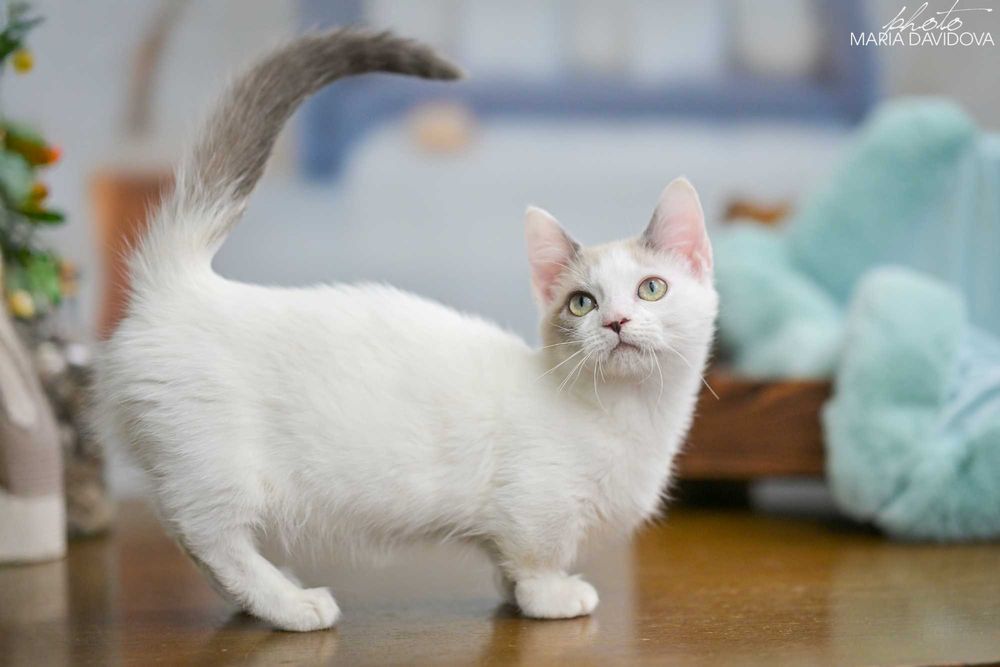 Cassani - уникальный котик манчкин