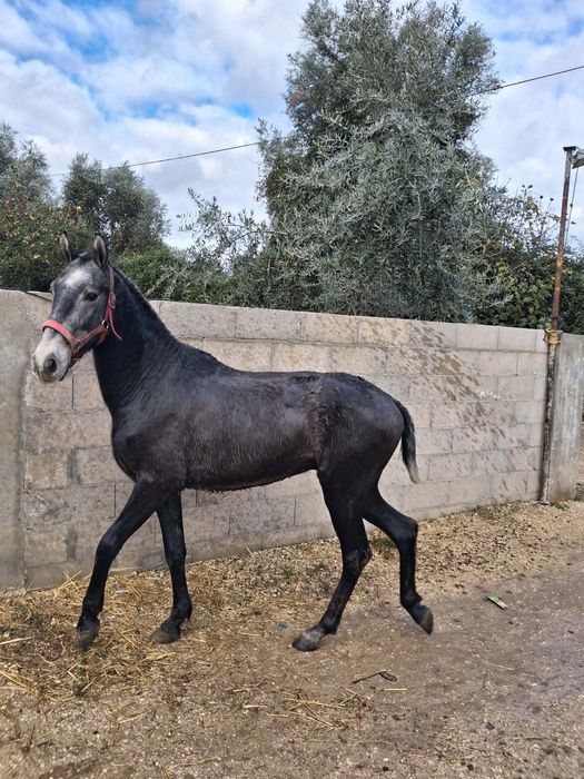 Poldro PSL pais pontuados