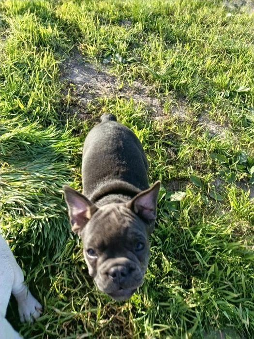 Buldog francuski blue  tan