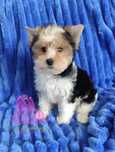 York Biewer Suczka Wiki Yorkshire Terrier -dostępna