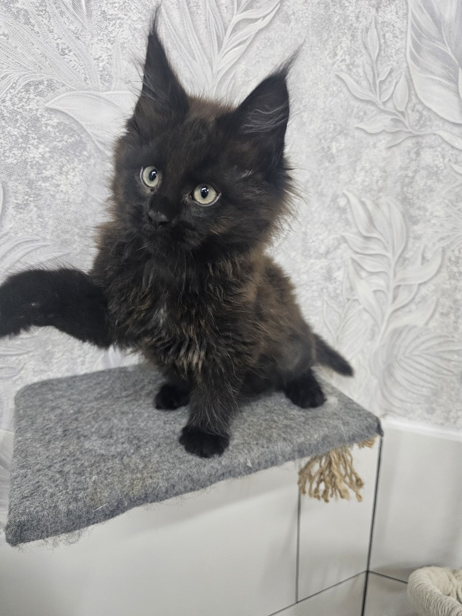 Maine Coon kocurek