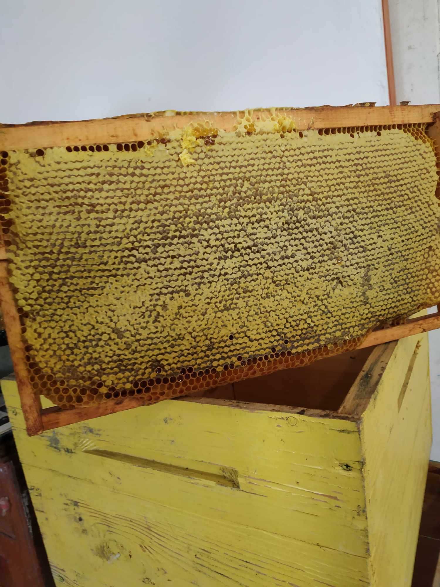 Бджоли, бджолопакети, відводки бджіл, бджолосім'я