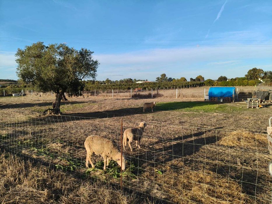 Terreno Rústico Vedado
