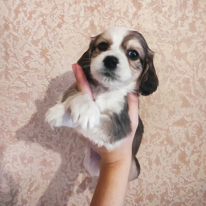 Відаємо цуценят англійського спаніеля