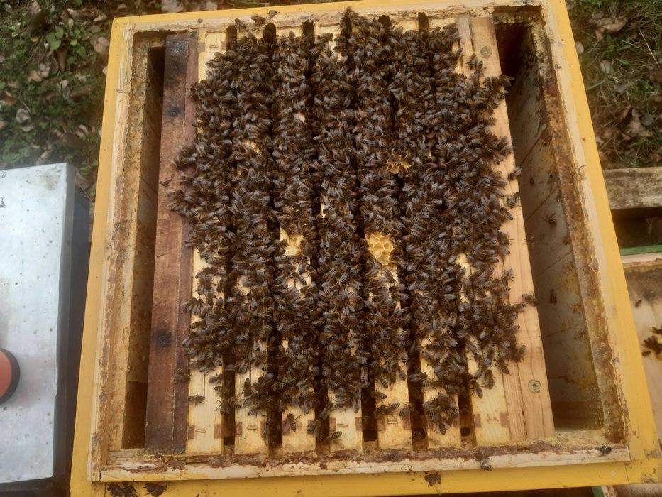 Rodziny pszczele Niepołomice, Kalina Wielka  k. Miechów