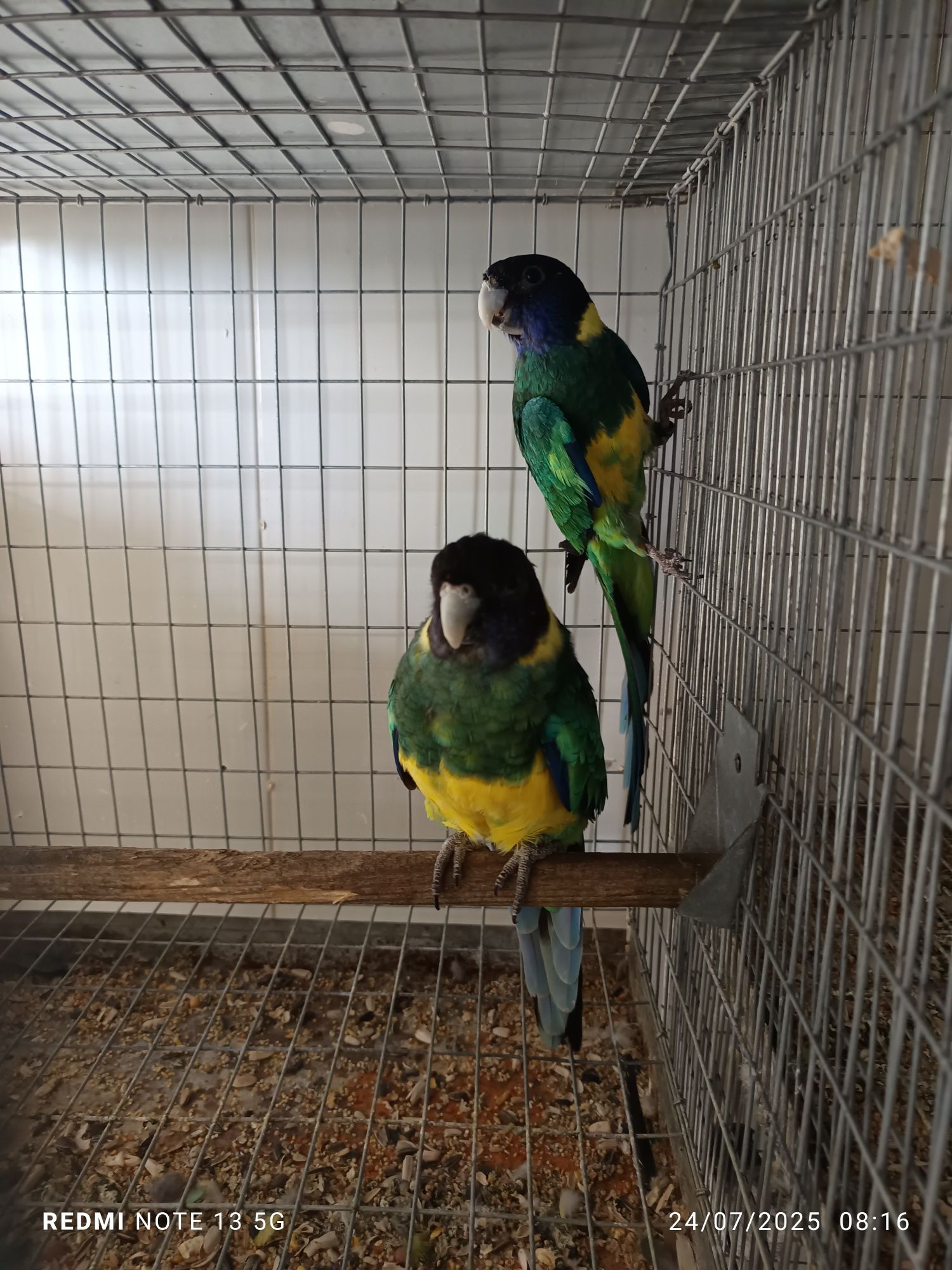 Casal adulto de port lincon