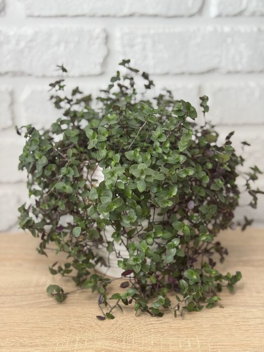 Монстера, кализия