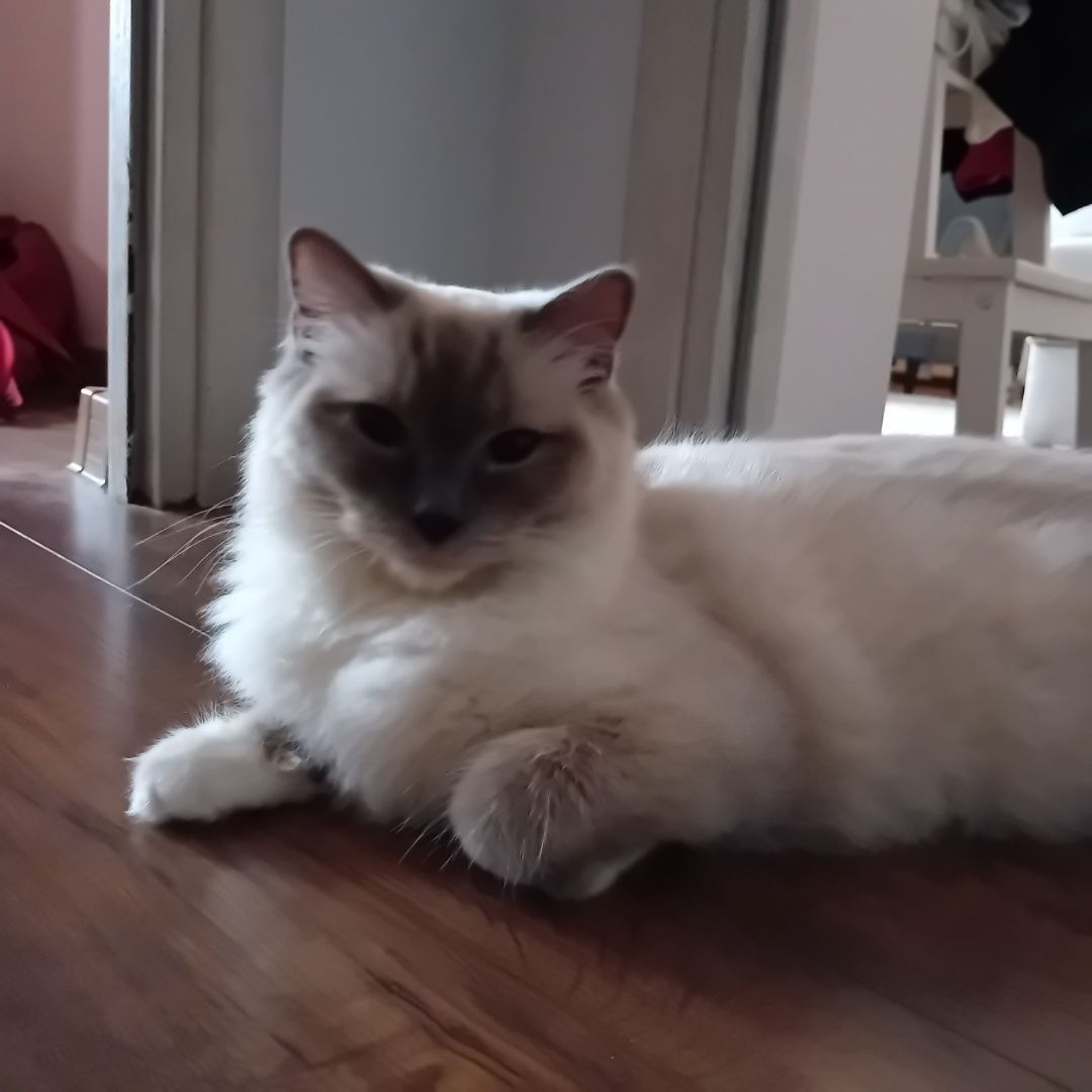 Piękna kotka Ragdoll z rodowodem