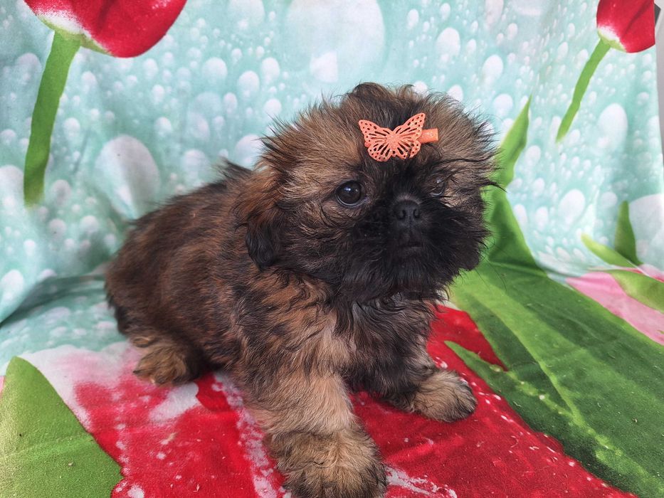 Shih Tzu sunia z rodowodem SWKIPR