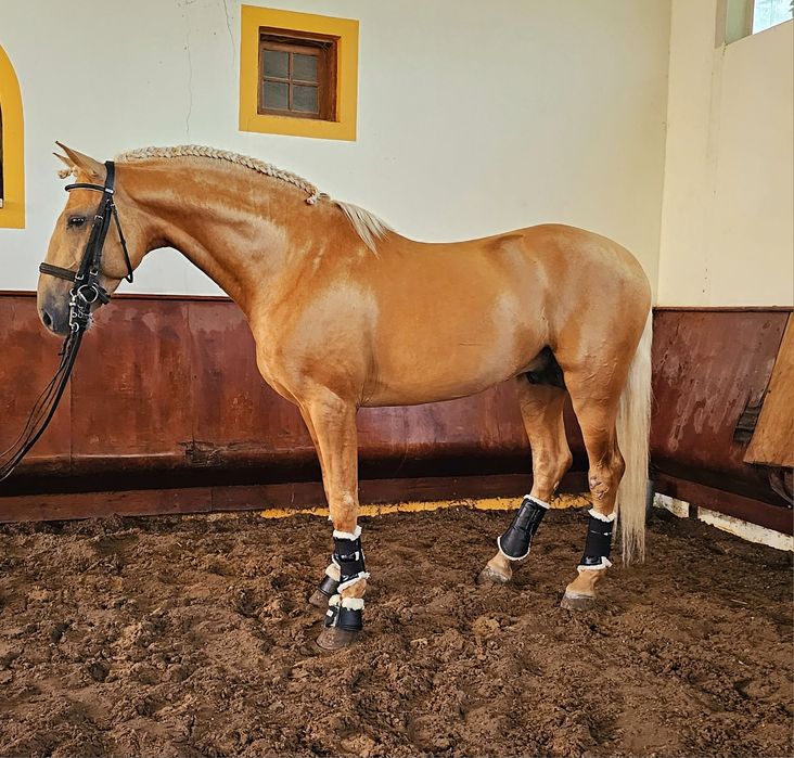 Cavalo  lusitano