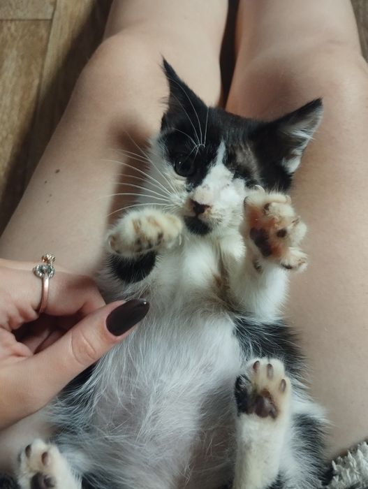 отдам котёнка бесплатно