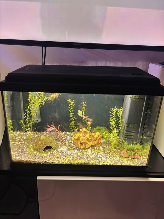 Vendo aquario 50x25x32 aquatlantis