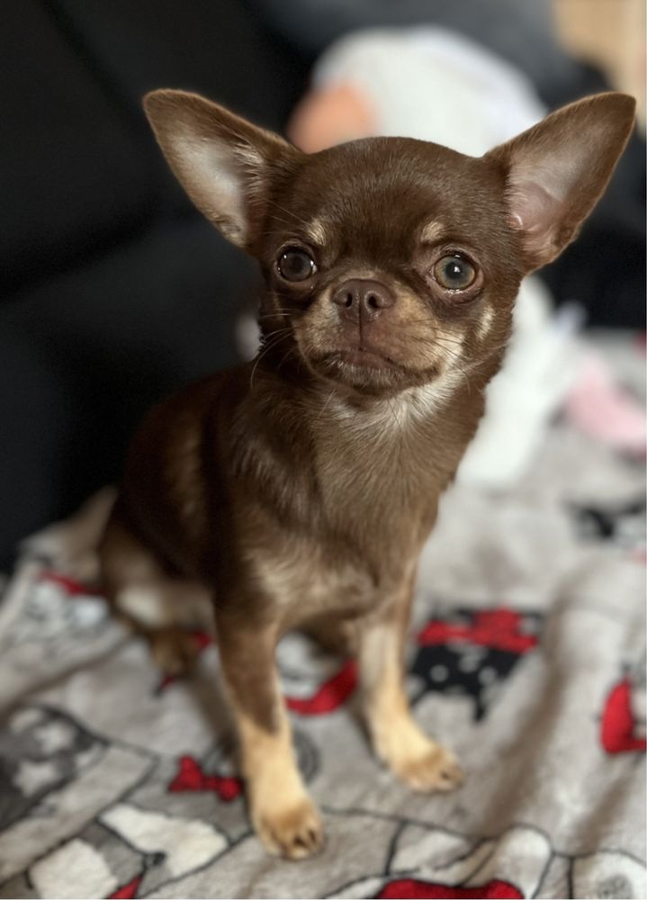 Reproduktor Chihuahua Chocolate FCI