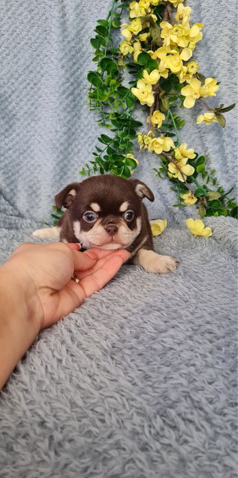 Excecional mini menina Chihuahua/Chiuaua de Qualidade,LinhagemRussa