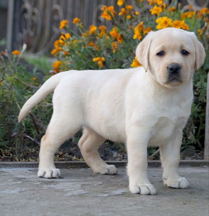 Цуценята лабрадора
