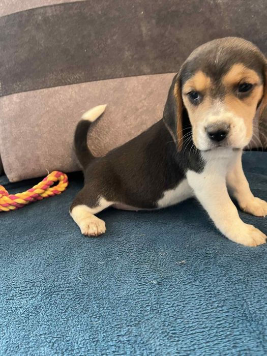 Szczeniak Beagle tricolor