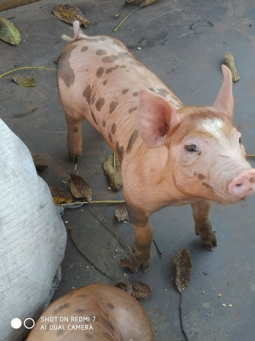 Продам поросята  породасті