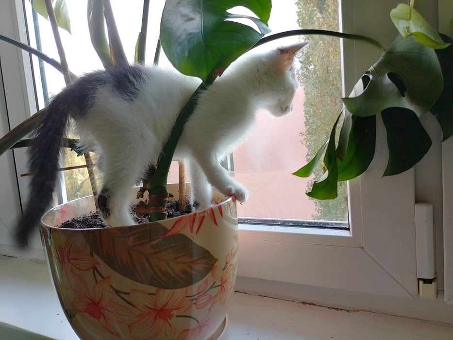 Malutki kotek Gambit czeka na dom