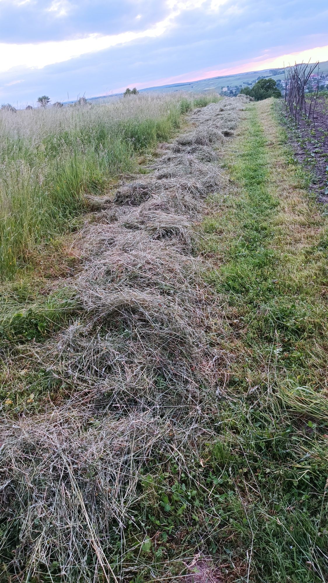 Сіно мммммм пахуче ,нетюковане, домашнє , садове, м'яке, зелене