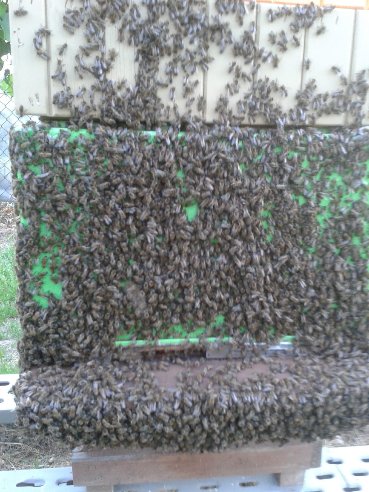Ule pszczele, kompletne z pszczołami.