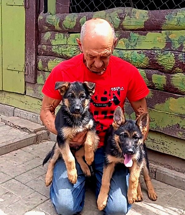 Две роскошные суки из питомника по 2,5 мес.