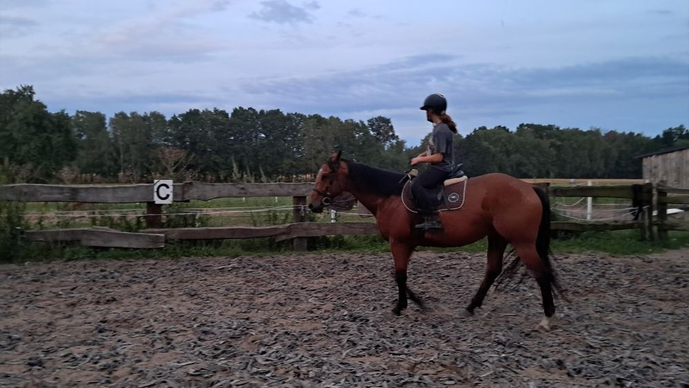 Sprzedam 5 letniego wałacha