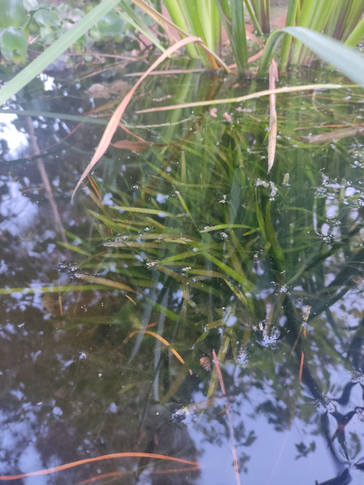 Variadade de plantas aquáticas