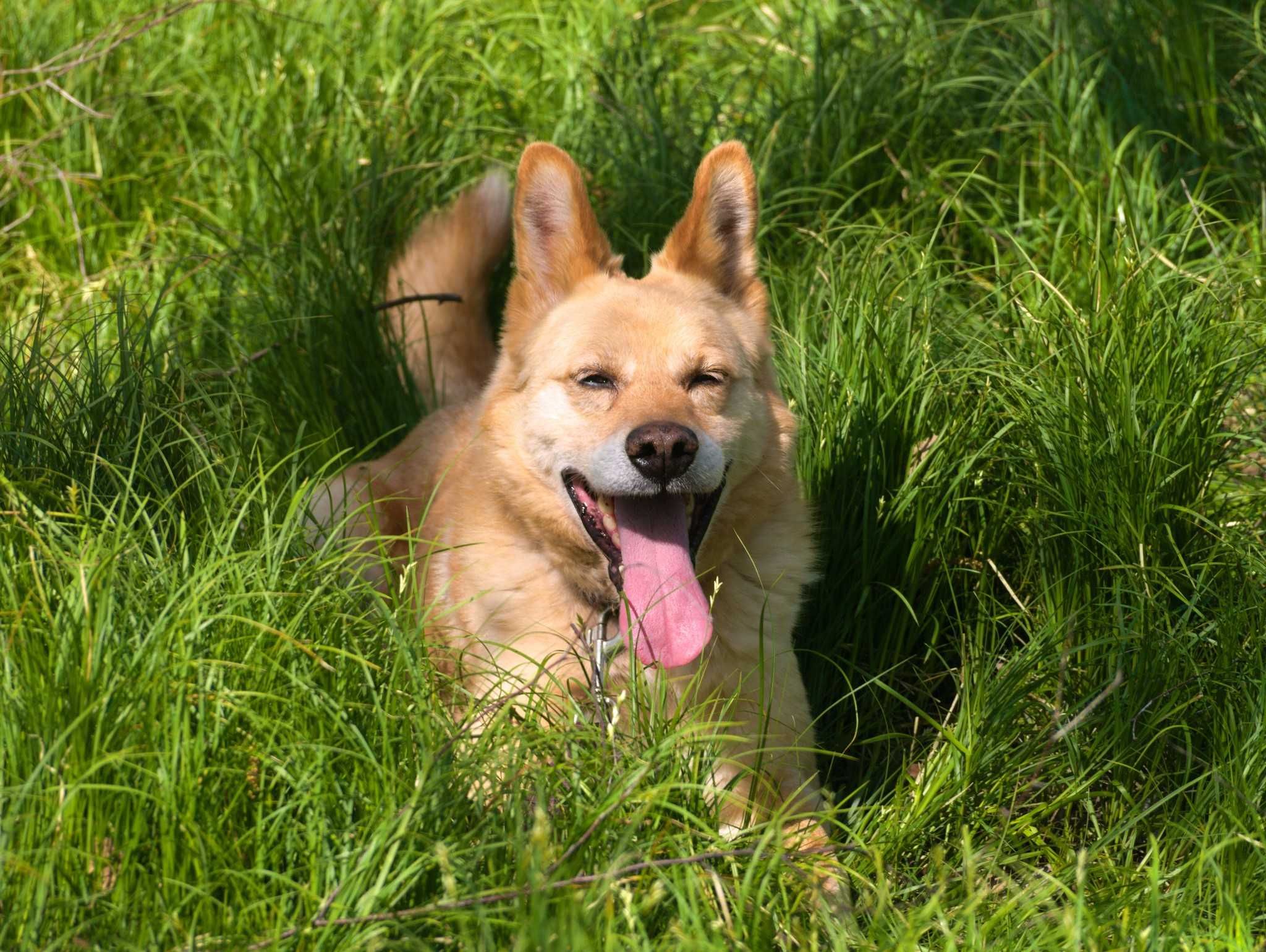 Major - szlachetny, starszy psiak do adopcji.