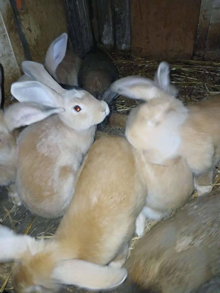 Coelhos  raça  grande  machos e fêmeas  reproductoras