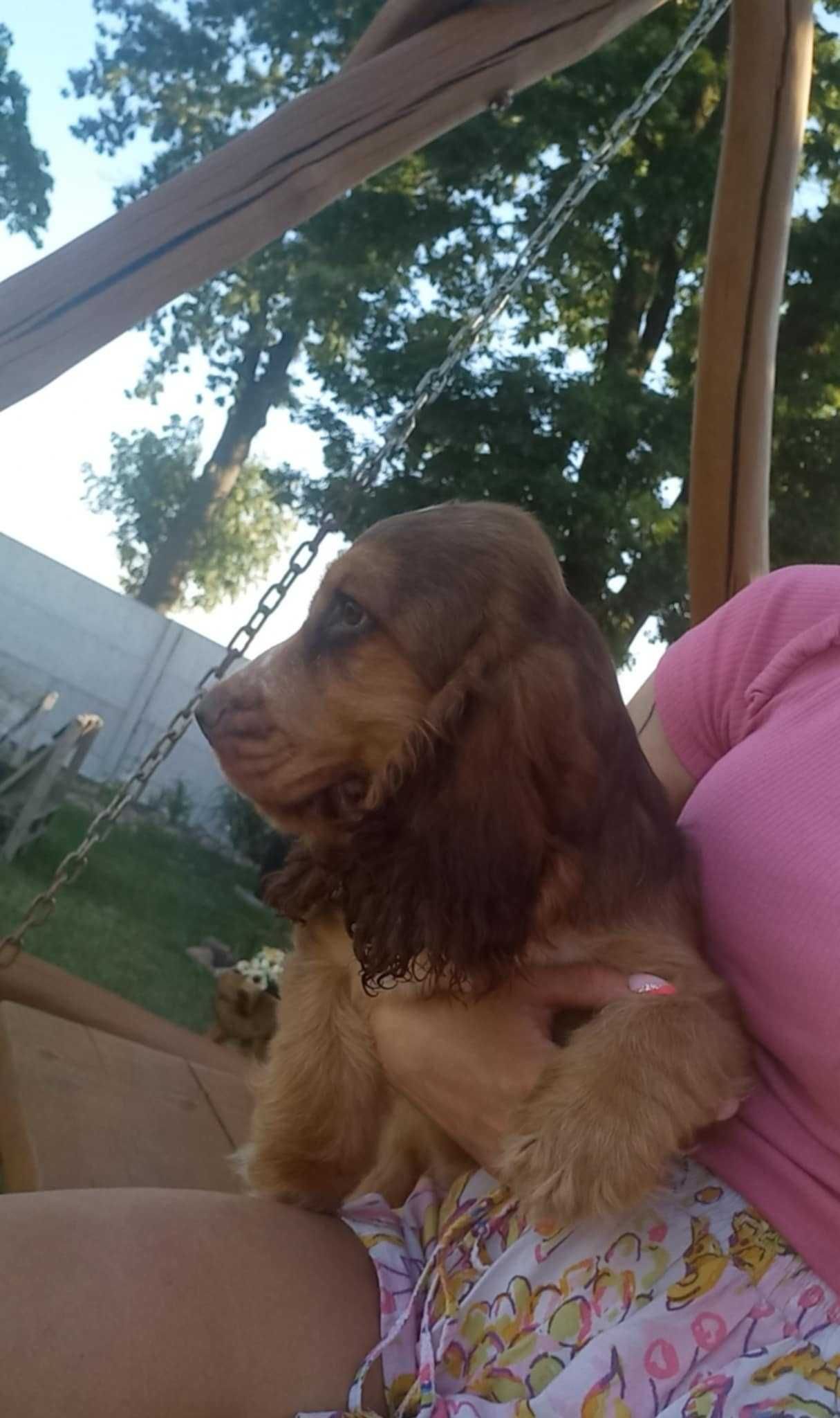 Cocker Spaniel Angielski Piesek