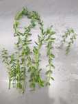 Bacopa Monieri- roślina akwariowa